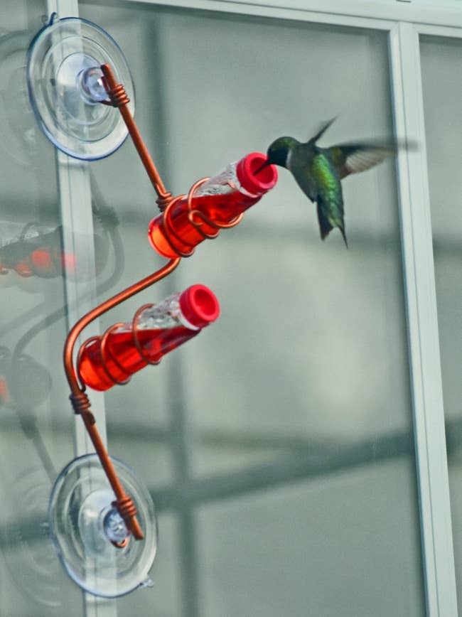 Hummingbird feeding from a window-mounted, tube-style feeder attached with suction cups